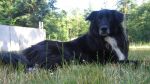 Our faithful jobsite dog, Cleo