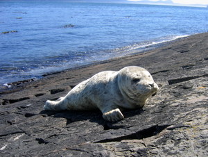 Orcas dwelling Sea Lion